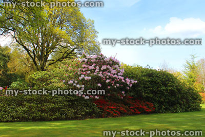 Stock image of azaleas / rhododendrons on flower, shrubs and beech tree in garden