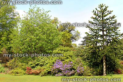 Stock image of monkey puzzle tree, azaleas, shrubs and flower border in garden