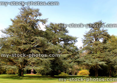 Stock image of three Blue Atlas Cedar trees in park / garden