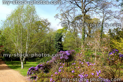Stock image of flower border in park gardens, with azaleas, silver birch trees