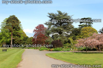 Stock image of summer park, with mature trees, grass and pathway