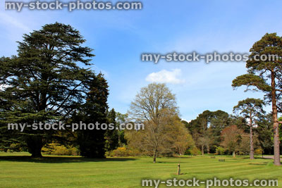 Stock image of summer park, with mature trees and mown lawn