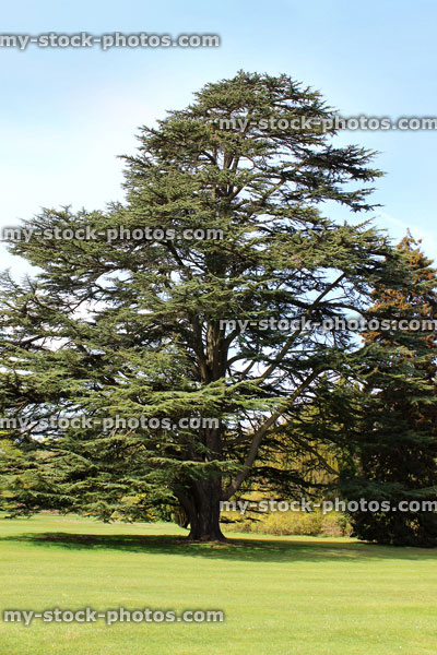 Stock image of mature Cedar of Lebanon tree growing in park
