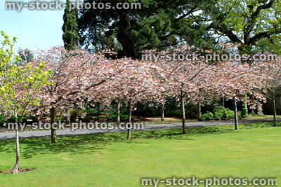 Stock image of young flowering cherry trees in blossom, pink flowers