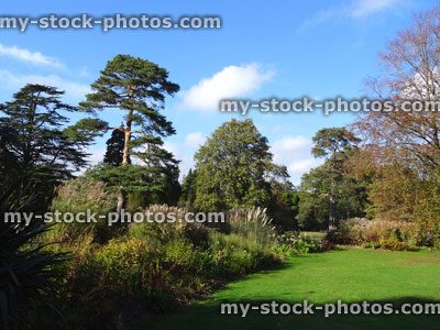 Stock image of specimen pine tree growing in park (Scots pine / pinus sylvestris), pampas grass