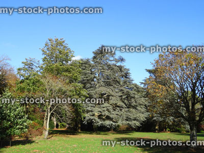 Stock image of park gardens in summer, cedars and other trees