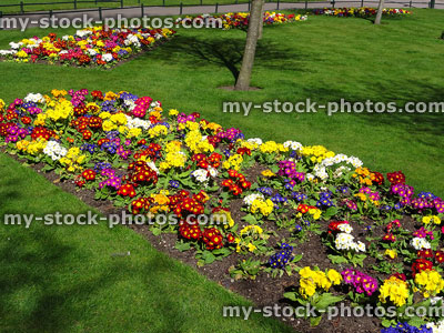 Stock image of park garden lawn, winter flower beds with primroses / primulas