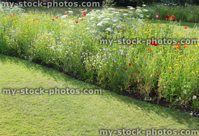Stock image of fine green lawn grass, freshly mown turf, wild flowers, poppies