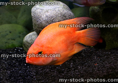 Stock image of large blood parrot fish cichlid, in tropical aquarium tank