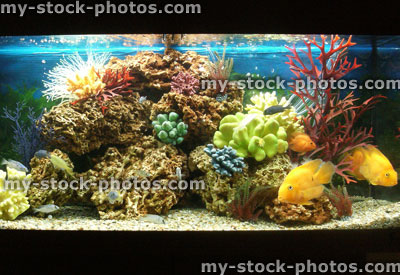 Stock image of marine effect tropical aquarium with parrot cichlid fish
