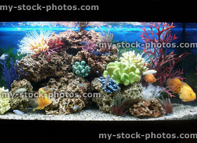 Stock image of marine effect tropical aquarium with parrot cichlid fish