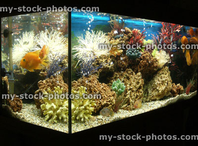 Stock image of marine effect tropical aquarium with parrot cichlid fish