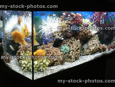 Stock image of marine effect tropical aquarium with parrot cichlid fish