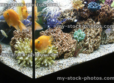 Stock image of tropical fish tank with artifical coral, Parrot cichlid fish
