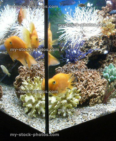 Stock image of tropical aquarium tank with artifical coral, Parrot cichlid fish