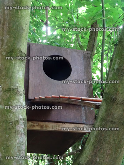 Stock image of parrot / lorikeet nestbox with ladder leading to entrance hole