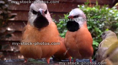 Stock image of family of Parsons finches having bath in aviary