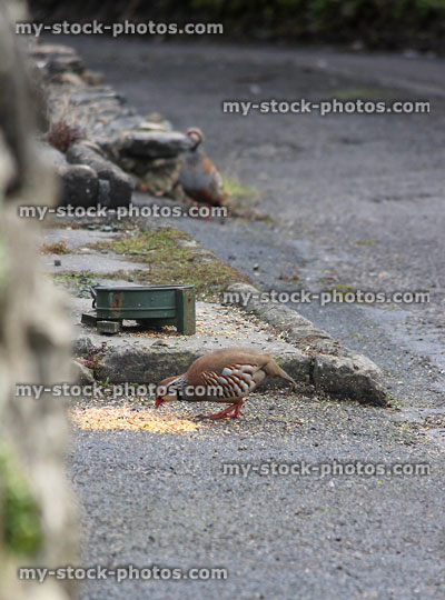 Stock image of wild red legged partridges eating seed / grain from dish
