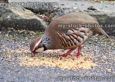 Stock image of wild red legged partridge eating seed / grain from floor