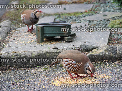 Stock image of wild red legged partridges (Alectoris rufa) eating on cottage doorstep