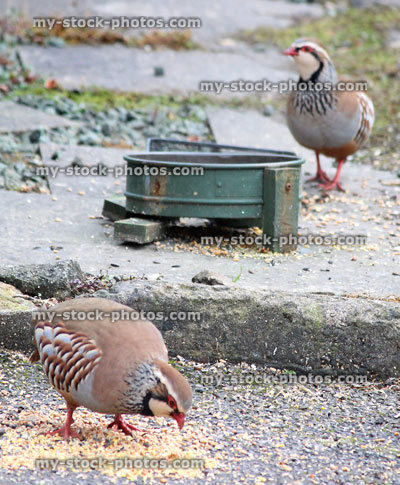 Stock image of wild red legged partridges birds eating doorstep, feeding wild birds