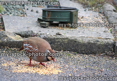 Stock image of single red legged partridge eating / pecking seed, wild bird food