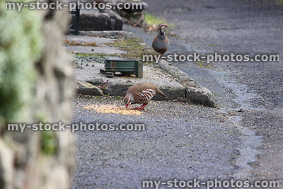 Stock image of two red legged partridges eating seed / grain from dish