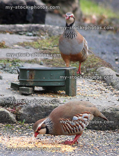 Stock image of tame red legged partridges eating seed / grain from dish