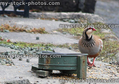 Stock image of wild red legged partridge eating seed / grain, metal dish