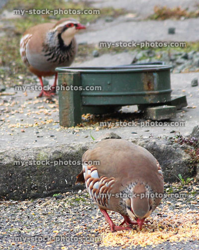 Stock image of red legged partridge pair eating seed / grain from dish
