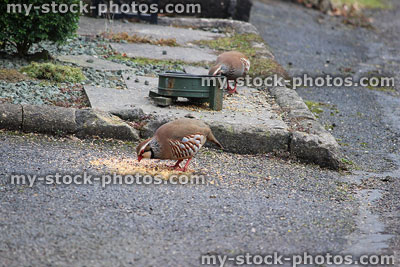 Stock image of red legged partridges eating wild bird food outside house