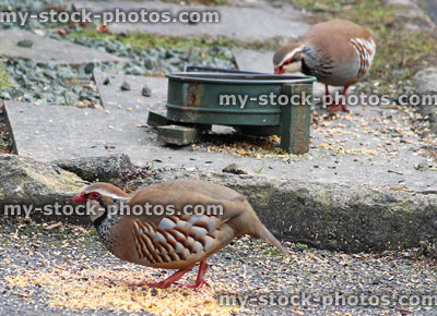 Stock image of wild red legged partridges / gamebirds, eating seed from floor