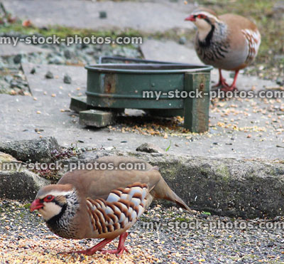 Stock image of two wild red legged partridges, gamebirds feeding in countryside