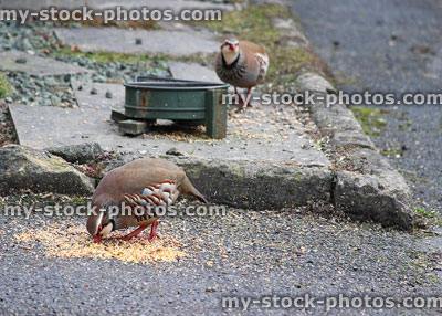 Stock image of wild red legged partridges (Alectoris rufa) eating from doorstep