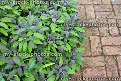 Stock image of purple sage bush growing alongside red brick path, block paving