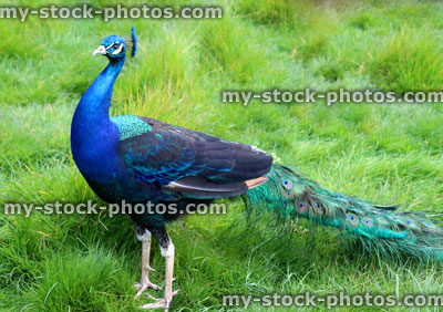 Stock image of peacock male bird, standing on green garden lawn