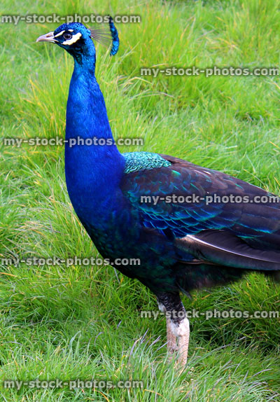 Stock image of peacock male bird with brightly coloured feathers