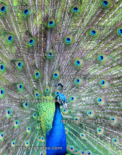 Stock image of peacock male bird showing off, displaying feather wheel