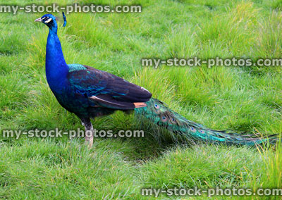 Stock image of peacock male bird, standing on green garden lawn