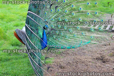 Stock image of side view of peacock male bird showing off, fanning feathers