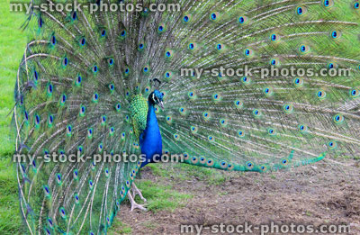 Stock image of side view of peacock male bird showing off, feathers fanned