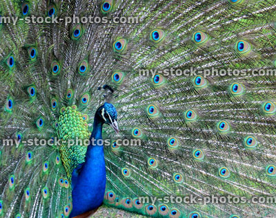 Stock image of peacock male bird showing off, displaying feathers
