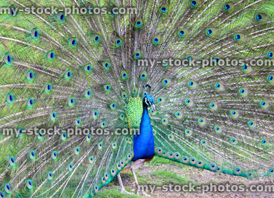 Stock image of peacock male bird showing off, displaying feather wheel