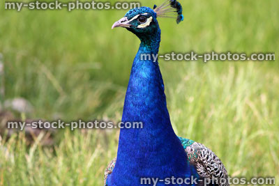 Stock image of peacock male bird head with brightly coloured feathers