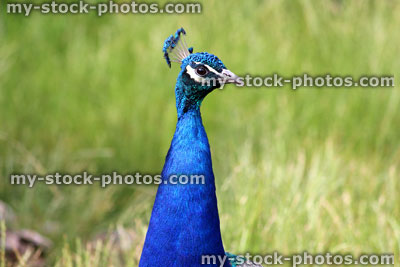 Stock image of peacock male bird head with brightly coloured feathers