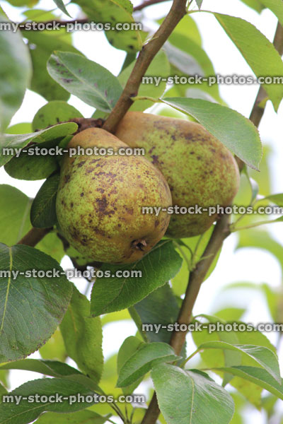 Stock image of organic conference pears on pear tree, ripening sunshine, orchard garden