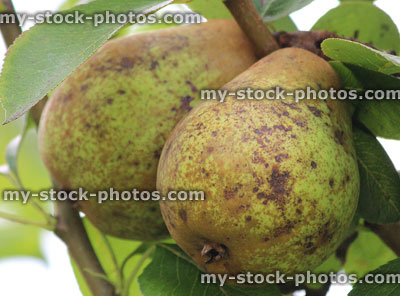 Stock image of organic conference pears on pear tree, ripening sunshine, orchard garden