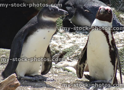Stock image of African penguins sunning themselves on a rocky outcrop