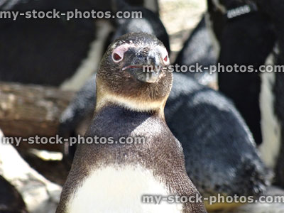 Stock image of single African penguin standing in sun, blurred background