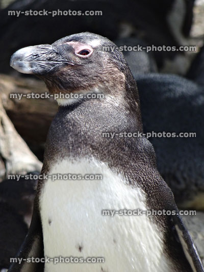 Stock image of young African penguin (Spheniscus demersus) close-up showing feathers